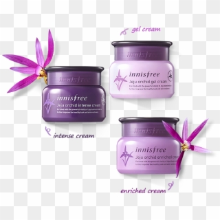 Innisfree Malaysia - Innisfree Jeju Orchid Enriched Cream 50ml Clipart
