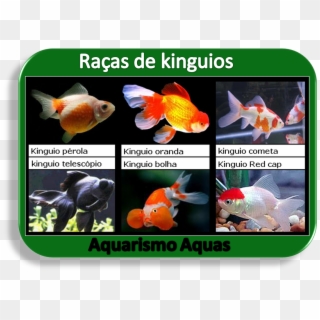 Aquario Agua Doce, Peixe Aquario, Peixe Animais, Sobre - Aquários Com Kinguios Clipart