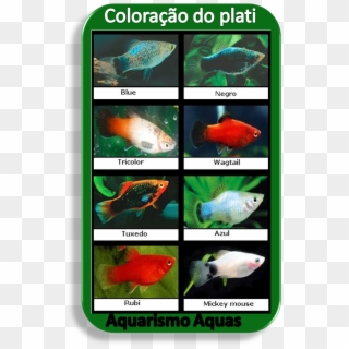 Aquario Agua Doce, Peixe Aquario, Peixe Animais, Peixes, - Peixe De Aquario Plati Clipart