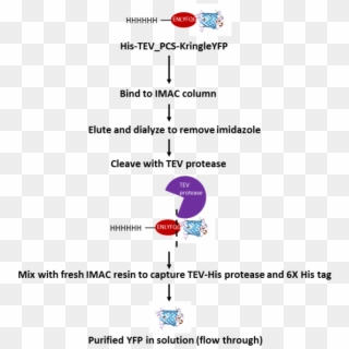 Tev Protease Cleavage Process - His Tag Tev Protease Clipart