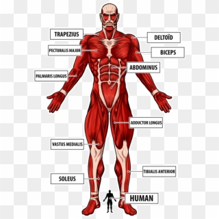 The Colossal Titan Preview - Colossal Titan Full Body Clipart