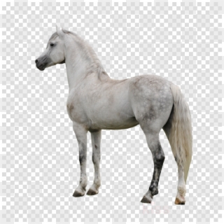 19 Paint Horse Jpg Freeuse Library Huge Freebie Download - White Horse Transparent Background Clipart