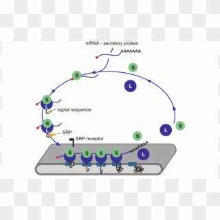 The Signal Recognition Particle Ribosome Cycle - Circle Clipart