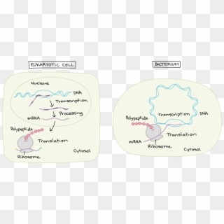 Eukaryotic Pre Mrna - Does Rna Splicing Occur In A Eukaryotic Cell Clipart