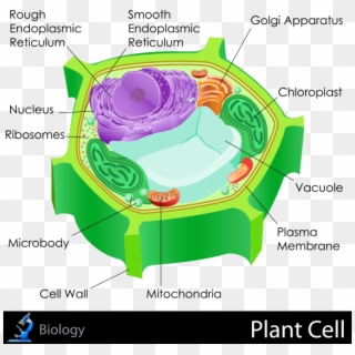 Plant Cell - Microbodies In Plant Cell Clipart