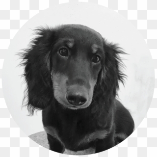 Cosmo - Flat-coated Retriever Clipart
