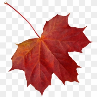 Leaf, Clone, Maple, Autumn, Red, Nature, Colorful - Maple Leaf Clipart