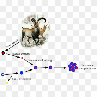 Pyrenean Ibex Cloning - Pyrenean Ibex Extinct Clipart