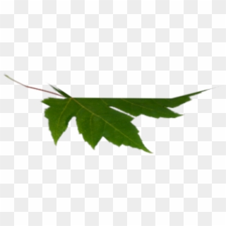 Image - Maple Leaf Clipart