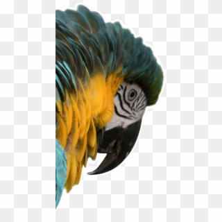 ¡somos Destino De Naturaleza Y Aventura - Macaw Clipart