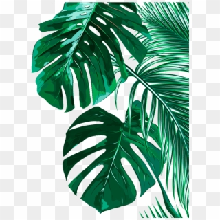 Tropical Banana Leaves Background Clipart