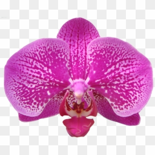 Taida Black Pearl A07512 - Orchids Of The Philippines Clipart