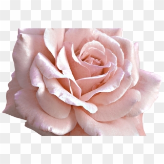 Backgrounds Flower Tumblr Doodles Png Wwwgalleryneedcom - Light Pink Rose Png Clipart