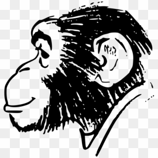 Clip Free Stock Ape Monkey Chimpanzee Human Drawing - Monkey Head Drawing - Png Download