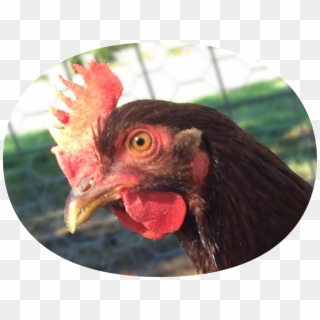 App Icon - Rooster Clipart