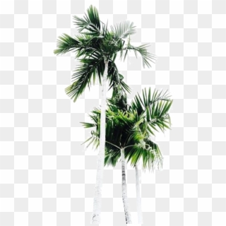 Palm Trees - Palm Tree Clipart