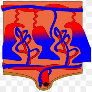 Placenta Cartoon Clipart