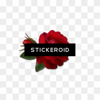 Single Red Rose Flowers - Floribunda Clipart