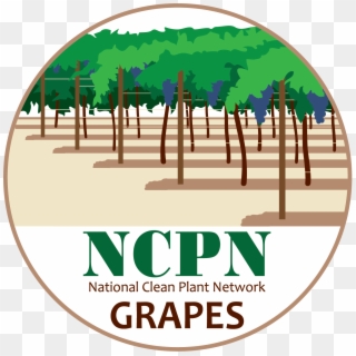 Ncpn-grapes Png - Hops Clipart