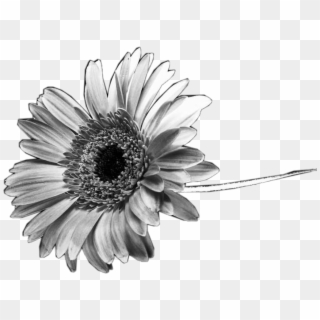 #black #white #sunflower #flower #interesting #nature - Iphone Telefon Duvar Kağıtları Tumblr Hd Clipart