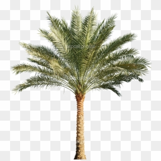 Pygmy Date Palm Png - Date Palm Png File Clipart