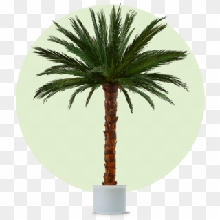 Palm Areca 3m Cl - Künstliche Palme Clipart