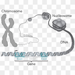 Chromosome Dna Gene - Relationship Between Genes Dna And Chromosomes Clipart