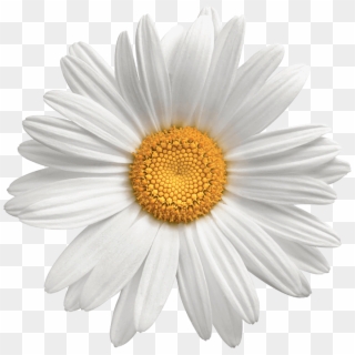 Transparent Background Daisy Flower Png Clipart