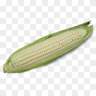 Home / Product Information - Corn On The Cob Clipart