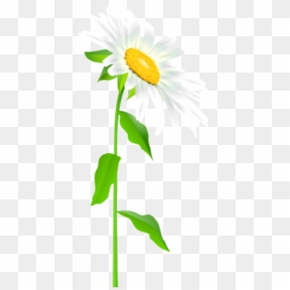 Free Png Download Daisy With Stem Transparent Png Images - Full Picture Of A Daisy Clipart
