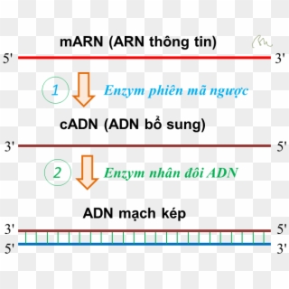 Adn Bổ Sung Complementary Dna - Accurate Clipart