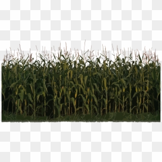 Corn Clipart Field Corn - Nitrous Oxide Fertilizer - Png Download