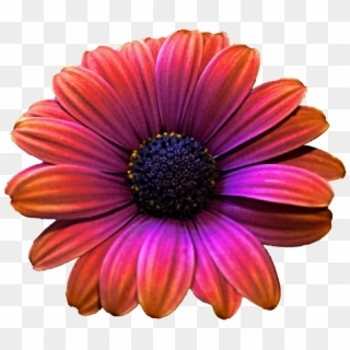 Daisy Clipart Colorful Daisy - Png Download