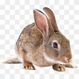 Rabbit Bunny Png Pic - Real Rabbit Png Clipart