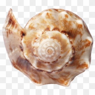 Seashell Clipart