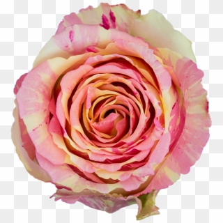 Fiesta - Garden Roses Clipart
