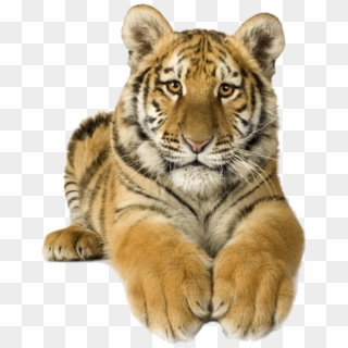 Svg Download Siberian Sumatran Bengal Stock Photography - Transparent Tigers Clipart - Png Download