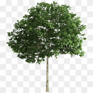 Tree Tree Photoshop, 3d Tree, Trees To Plant, Landscape - Multi Stem Tree Png Clipart