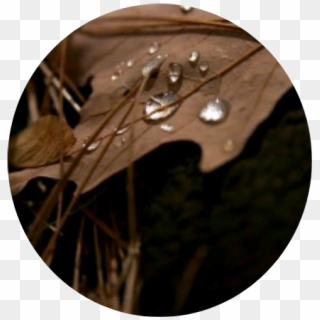 #leaf #brown #droplet #water #grass #nature #circle - Black And Brown Aesthetic Clipart