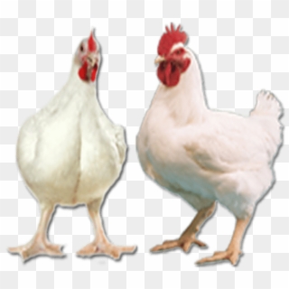 Ayam Broiler Png - Ayam Potong Png Clipart