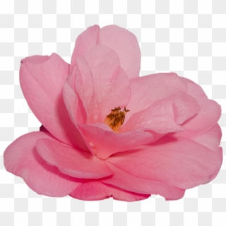 Flower, Camelia, Rosa, Nature, Transparent Background - Flor Png Fondo Transparente Clipart