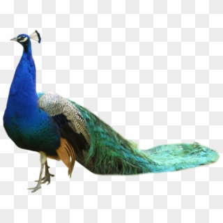 Peacock Png Transparent Images - Peacock Images Hd Png Clipart