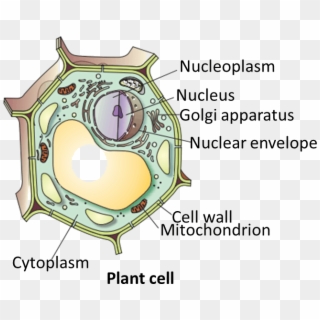 Download Hd Result For Plant Cell - Plant Cell Draw Clipart