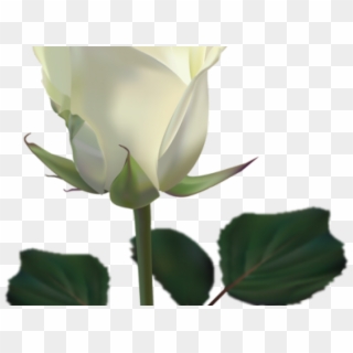 White Rose Clipart Png Format - White Rose With Transparent Background