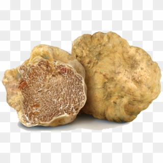 The White Truffle - Tuber Magnatum Pico Clipart