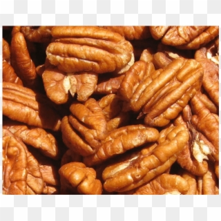 Pecan Nuts Clipart