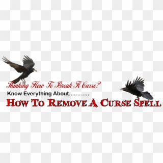 How To Remove A Curse That Placed On Your Family - Seabird Clipart