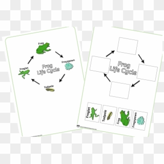 Frog Life Cycle Poster And Activity - Cartoon Clipart