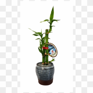 Lucky Bamboo Size C - Houseplant Clipart