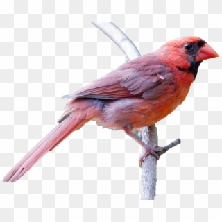 Northern Cardinal Clipart